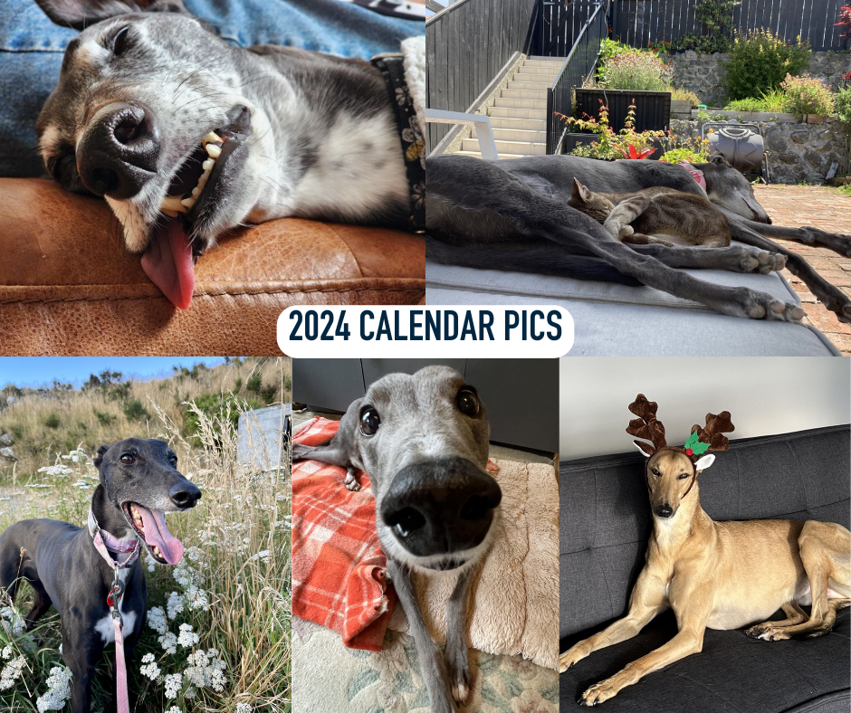 2025 Calendar Submissions Greyhounds as Pets